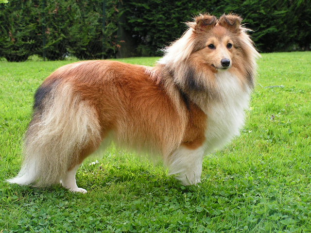 Chic milady dit 'cb' De la vallée des noyeres