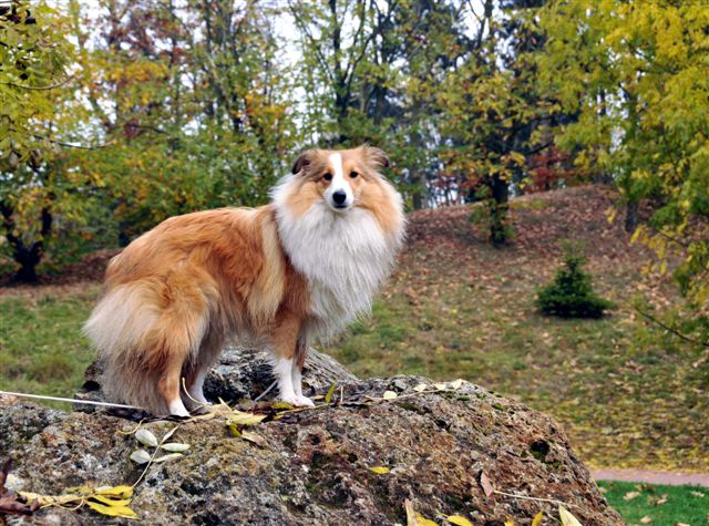 Chasing the win  De la vallée des noyeres