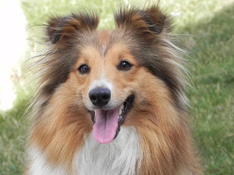 Dhulia hong De la vallée des noyeres