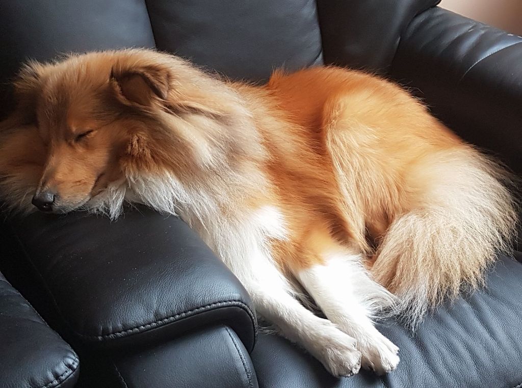 Nucky De la vallée des noyeres