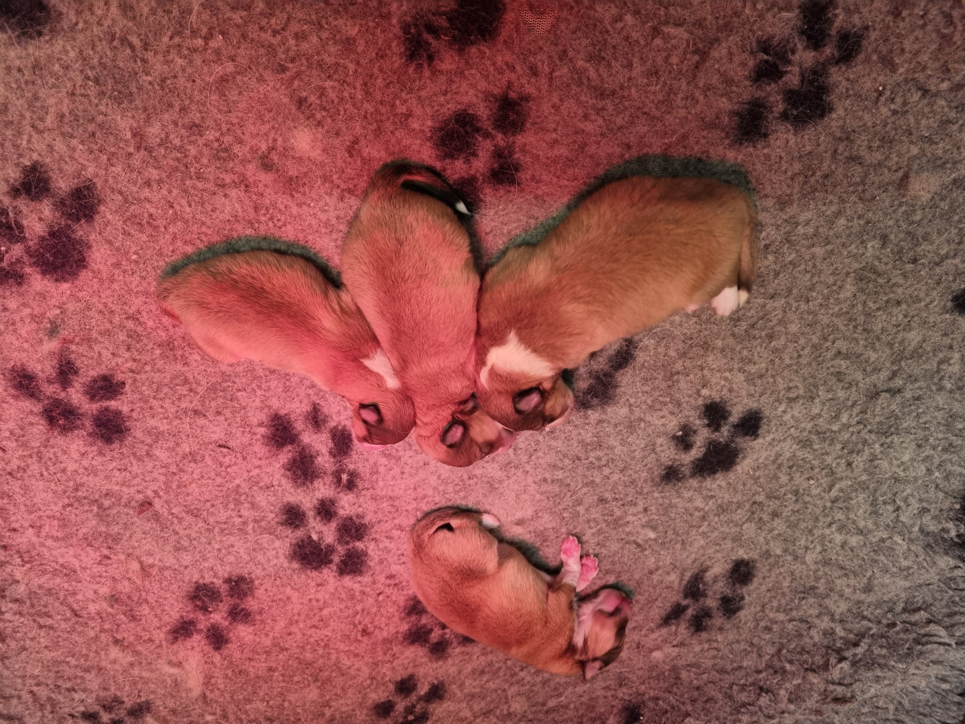 De la vallée des noyeres - Shetland Sheepdog - Portée née le 02/03/2026