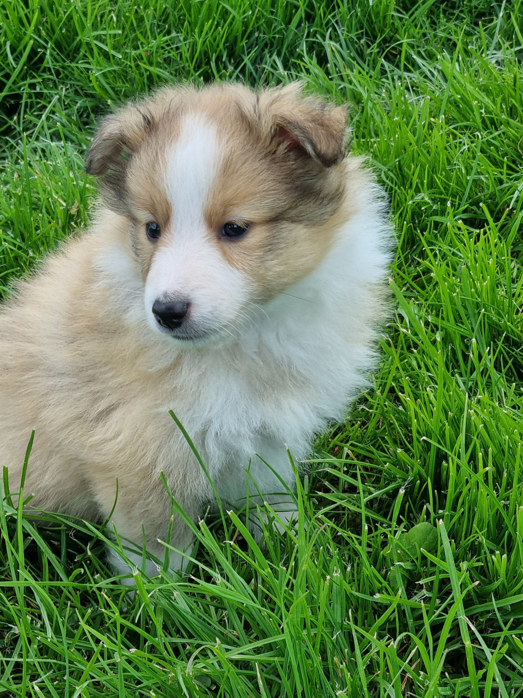 De la vallée des noyeres - Chiots disponibles - Shetland Sheepdog