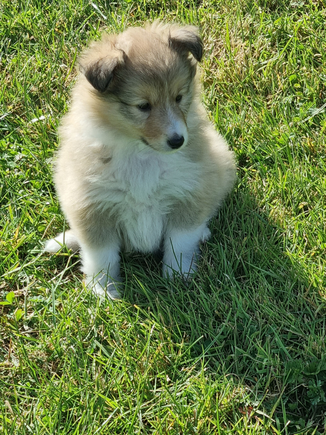 De la vallée des noyeres - Chiots disponibles - Shetland Sheepdog