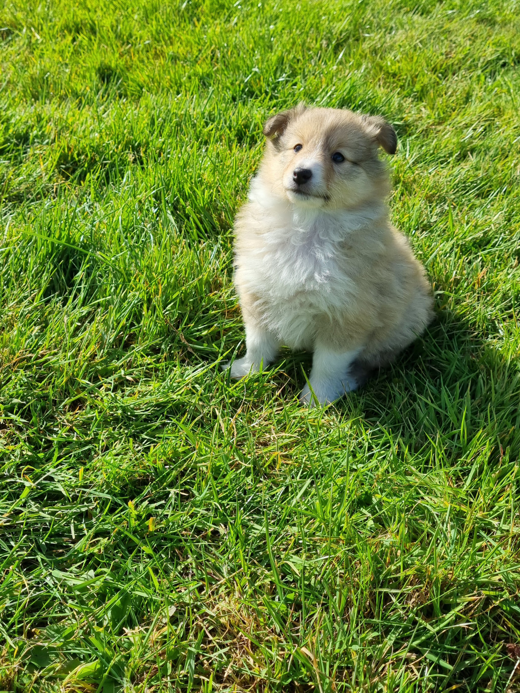 De la vallée des noyeres - Chiots disponibles - Shetland Sheepdog