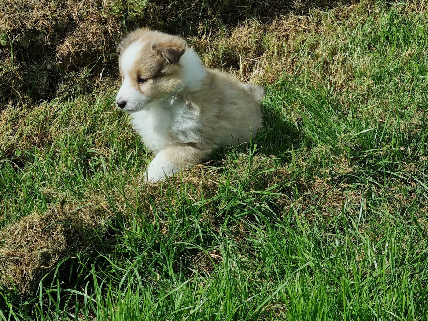 De la vallée des noyeres - Shetland Sheepdog - Portée née le 09/03/2026