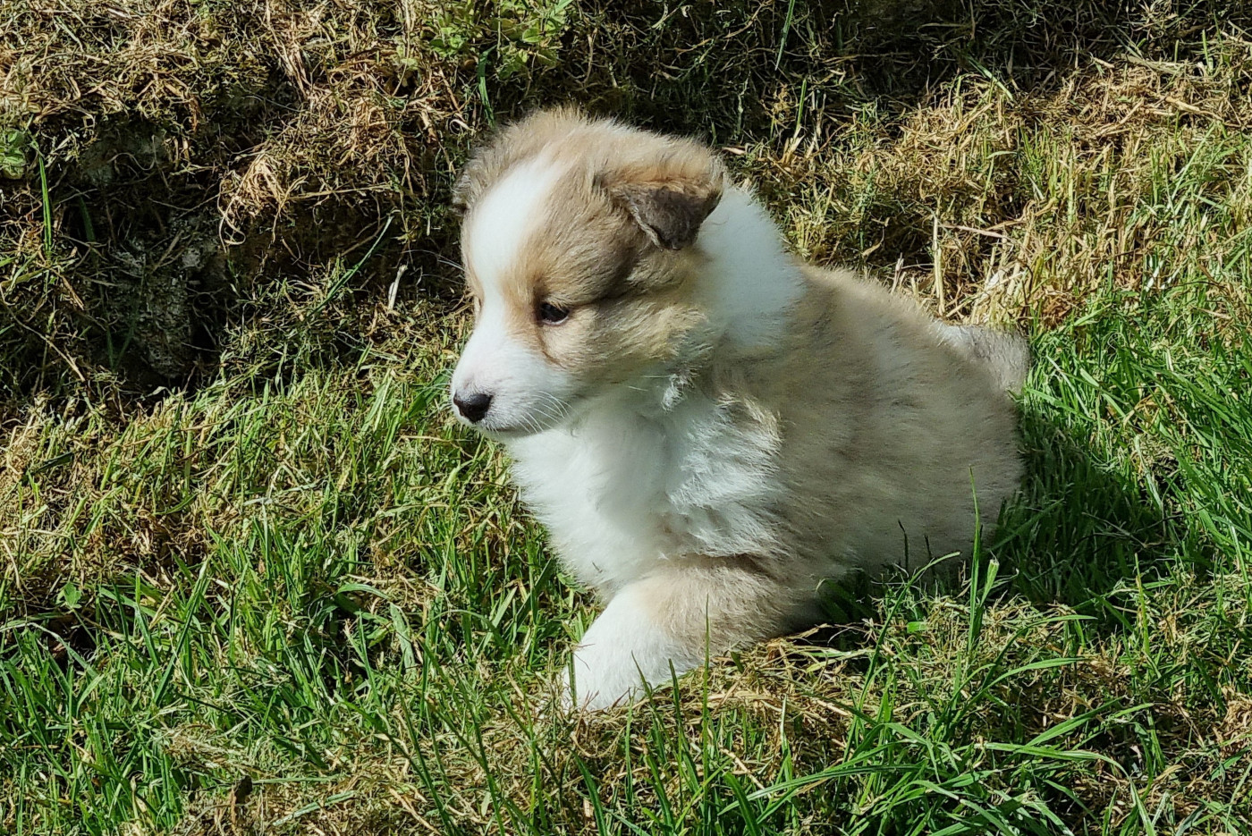 De la vallée des noyeres - Chiots disponibles - Shetland Sheepdog
