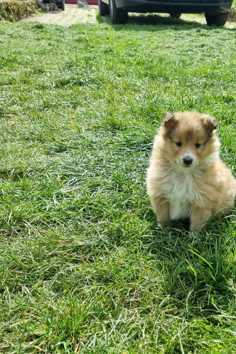 De la vallée des noyeres - Chiots disponibles - Shetland Sheepdog