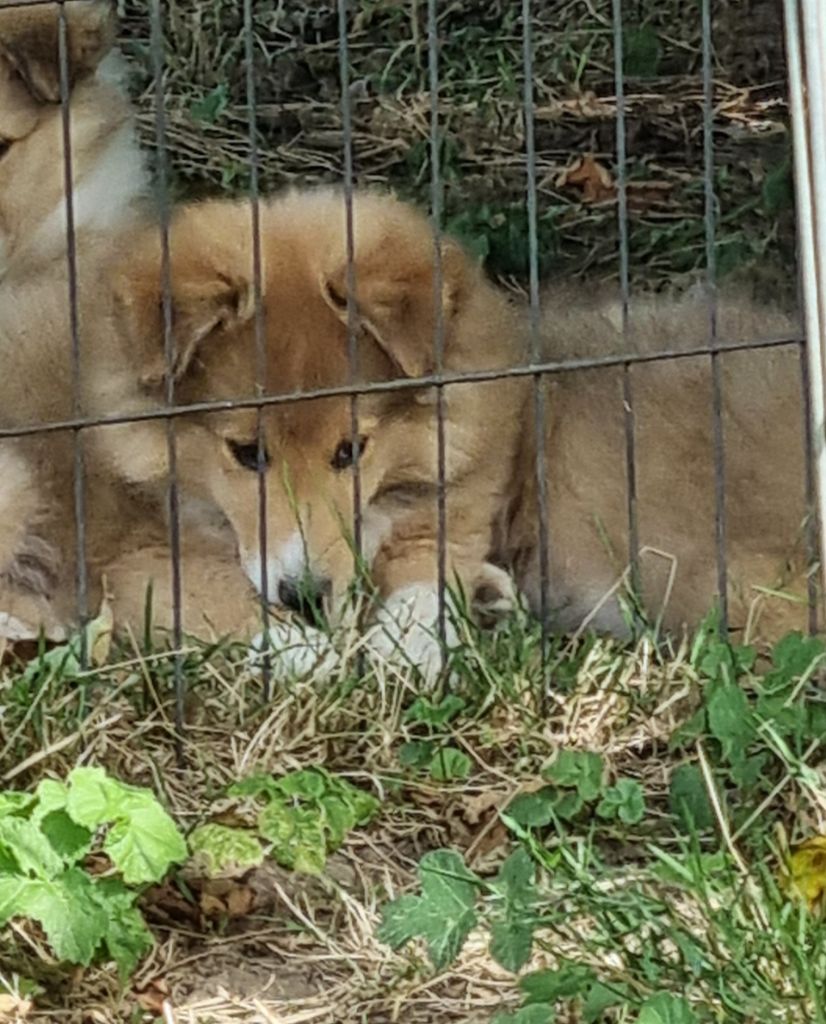 De la vallée des noyeres - Chiots disponibles - Shetland Sheepdog