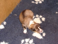 CHIOT