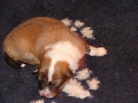CHIOT