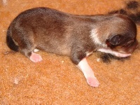 CHIOT