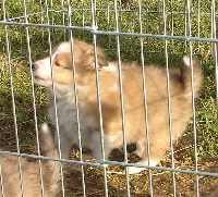 CHIOT