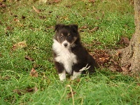 CHIOT