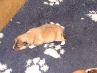 CHIOT