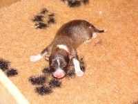CHIOT