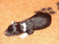 CHIOT