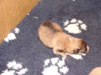 CHIOT
