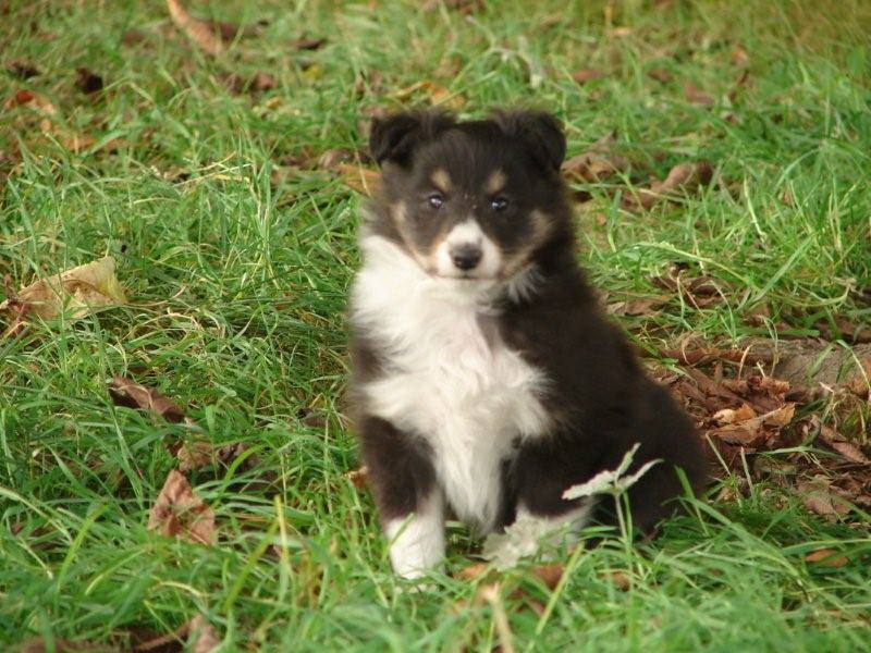 De la vallée des noyeres - Shetland Sheepdog - Portée née le 10/08/2009
