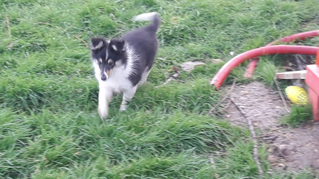 Chiot Shetland Sheepdog De la vallée des noyeres